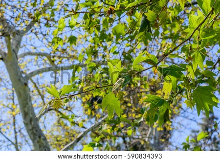 Spring leave and branches are growing rapidly