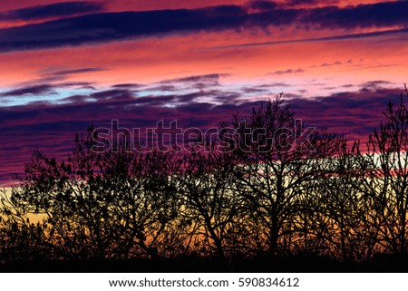 Colorful sunset with tree silhouette. Space for text.