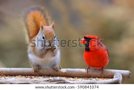 Squirrel and Cardinal at Bird Feeder.  