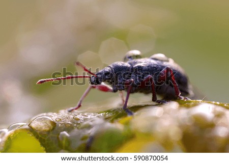 picture of a weevil on a leave in morning dew