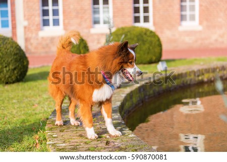 picture of an Elo dog standing on the border of a pond