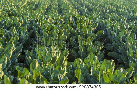 a front selective focus picture of organic broccoli 