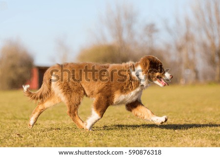 picture of an Australian Shepherd puppy walking on the meadow