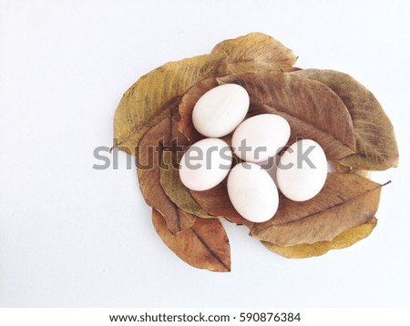 Duck eggs on dry leaves  look like nest