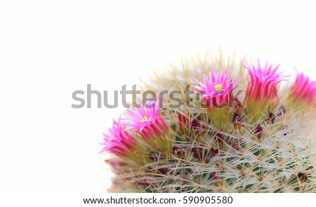 Cactus flower,domestic cactus /Succulent plant (CACTACEAE),selective focus and shallow depth of field