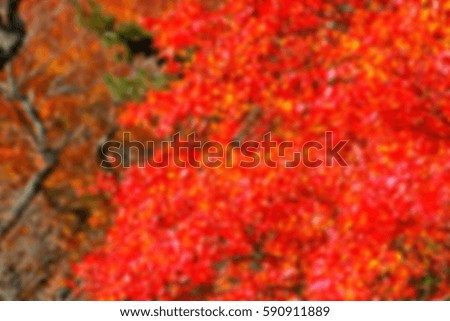 Blur shot of Autumn leaf in Japan