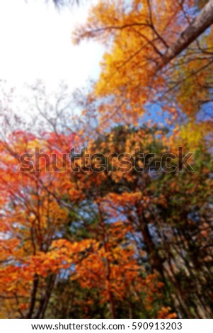 Blur short of Autumn leaf in Japan