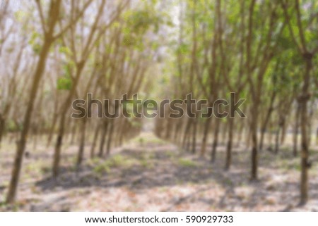 blurred tree  - blur background concept