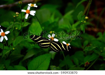 Zebra Longwing Butterfly (Heliconius charithoni) with white flowers and green background.
