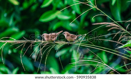 Couple of Lonchura bird on branch in nature 
