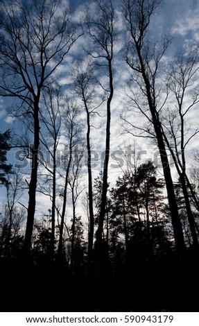Silhouettes of old trees against sky in wild forest. Forest with silhouettes of trees.