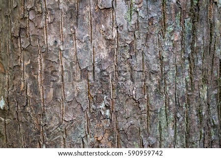 The real wood texture picture from forest