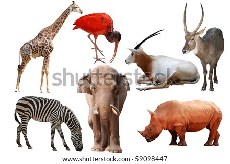 wild animal collection isolated on white