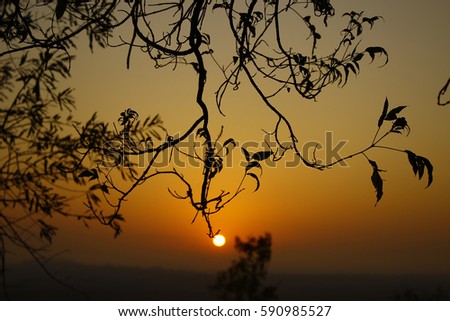 Beautiful Sunrise with Tree & Leaves