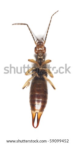 Common earwig (Forficula auricularia) Extreme close-up.