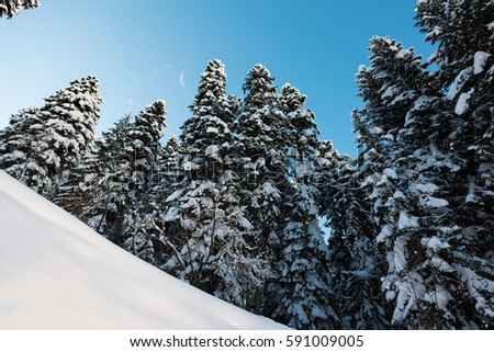 background of very high pine trees in the snow in the mountain forest 