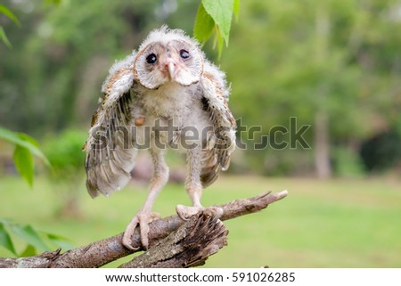 Little baby owl resting on the branch with blurred background
