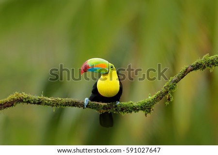 Nature travel in central America. Keel-billed Toucan, Ramphastos sulfuratus, bird with big bill, sitting on the branch in the forest, Boca Tapada, Costa Rica.