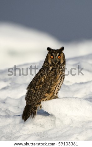Asio otus./ Russia. Ladoga Lake.The Long-eared Owl - Asio otus (previously: Strix otus) is a species of owl which breeds in Europe, Asia, and North America.