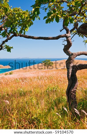autumn landscape, a tree on the background of the sea