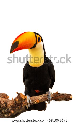 Colorful toucan on the branch isolated on white background