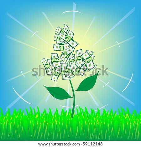 Dollar flower growth on the meadow