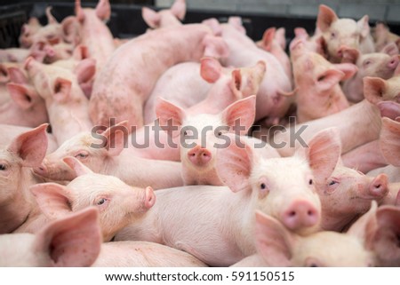 small pigs at the farm,swine in the stall. Meat industry. Royalty-Free Stock Photo #591150515