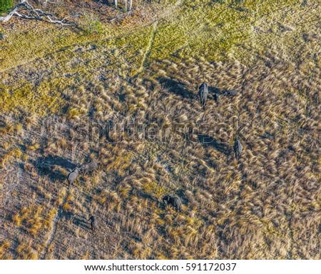 Okavango delta (Okavango Grassland) is one of the Seven Natural Wonders of Africa. A herd of elephants goes to the watering hole (view from the airplane) - Botswana, South-Western Africa 