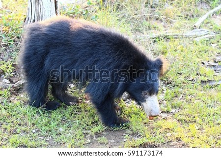 Sloth bear, also known as stickney bear and labiated bear, lat. Melursus ursinus, late afternoon in national park Wilpattu, Sri Lanka
