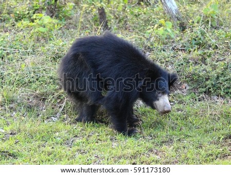Sloth bear scratching himself, also called  Stickney bear and labiated bear, lat. Melursus ursinus, national park Wilpattu, Sri Lanka