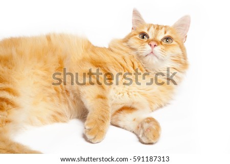 CAT RELAXED ON WHITE BACKGROUND