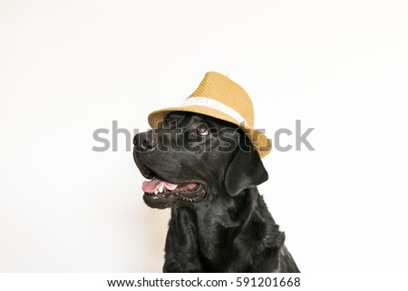 young adult Black Labrador Retriever isolated on white background wearing a hat. fun and lifestyle