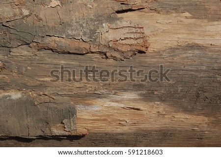 Real natural  wood and surface background