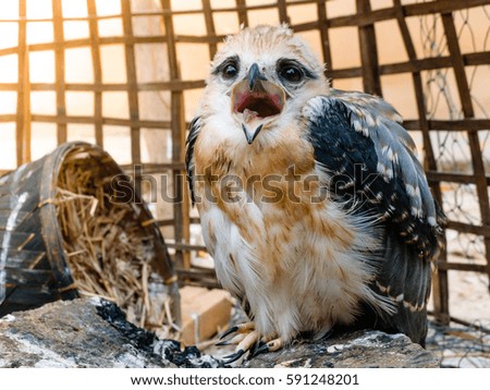 Portrait of a young falcon bird