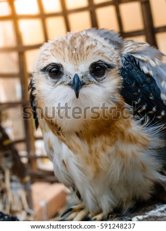 Portrait of a young falcon bird