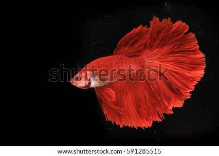 Abstract red betta fish on black background.Betta fish, moving moment of Siamese fighting fish isolated on black background, fighting fish.