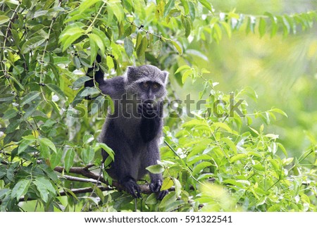 The Sykes' monkey sitting on a branch eats juicy fruits of a green tree