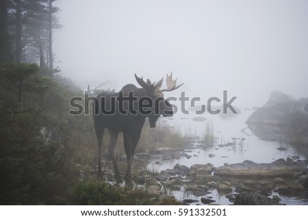 A bull moose in the fog.
This moose is wild and free and has been photographed in its natural habitat. Royalty-Free Stock Photo #591332501