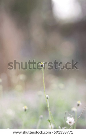 natural background with selective focus
