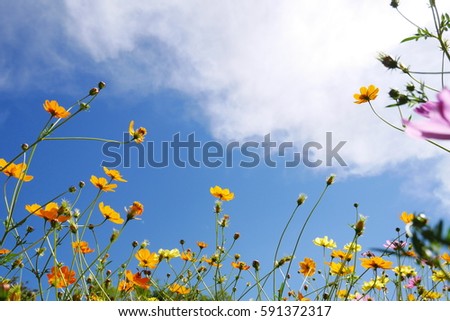 flowers and sky Royalty-Free Stock Photo #591372317
