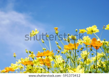 flowers and sky Royalty-Free Stock Photo #591373412
