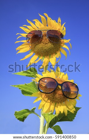 Two sunflower put on sunglasses