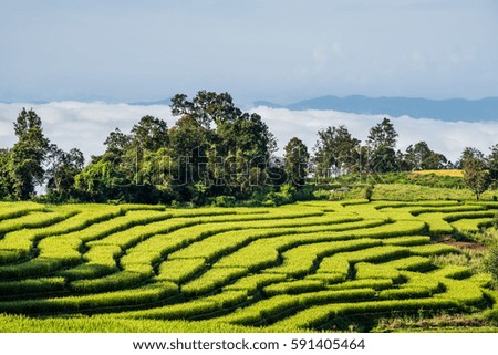 rice terrace and hut on the mountain hill above the clouds with sea of mist , fog in Chiangmai
