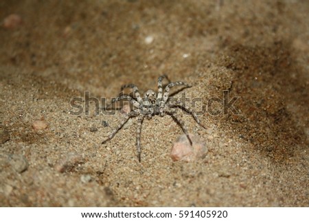 Large wolf spider on sand