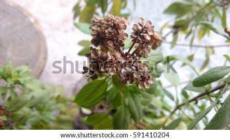Basil, ocimum basilicum, basil flower, holi basil