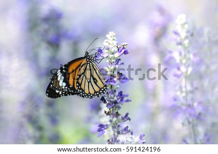 Closeup butterfly on flower (Common tiger butterfly) Royalty-Free Stock Photo #591424196