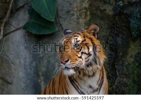 Closeup picture at the head of tiger.