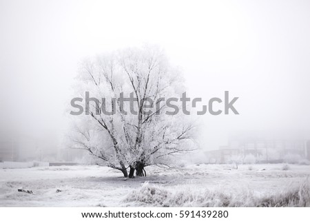 Frozen tree on winter 