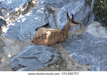 A "Chamois" (scientific name is Rupicapra Rupicapra) in Alpine Zoo (Alpenzoo) in Innsbruck, Austria.