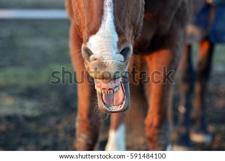Hilarious horse